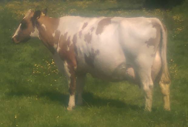 Stamford Charm 59 EX 95 (3)