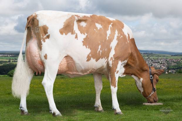 DISPERSAL SALE OF THE CHANGUE AYRSHIRE HERD
