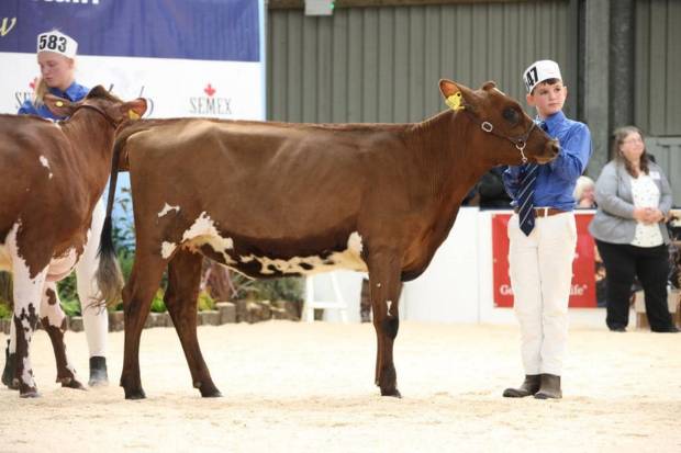 Creech Hill Nickle Lassie - Sired by Swaites Nickle