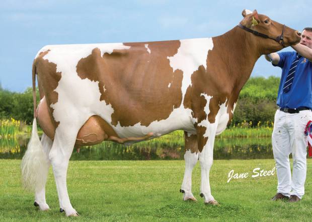 Cuthill Towers Classic Ellie EX 91