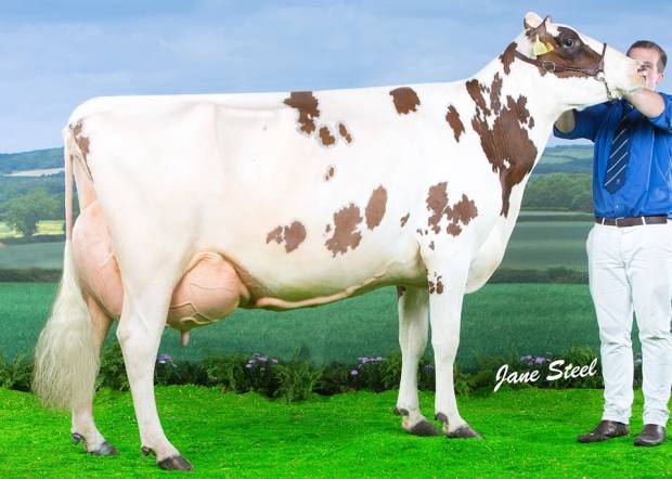 Cuthill Towers Crown Ray EX95