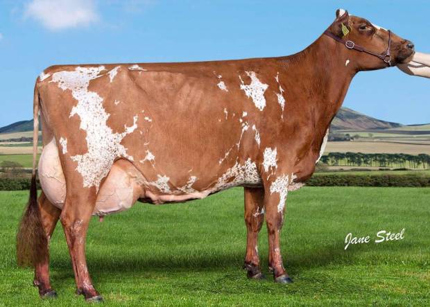 Cuthill Towers Magenta ET EX93 (3E)