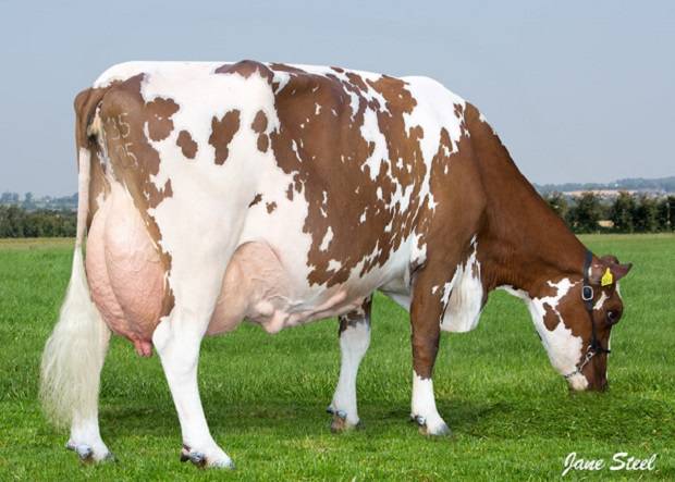 Dam of Glenwood Dreamer Irene - Craigtown Irene 135 EX 91