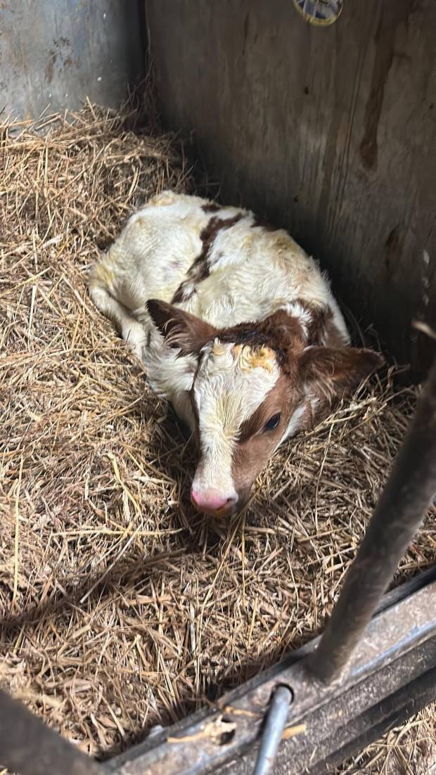 An early Troutbeck Daring calf who was born at Brieryside Ayrshires.