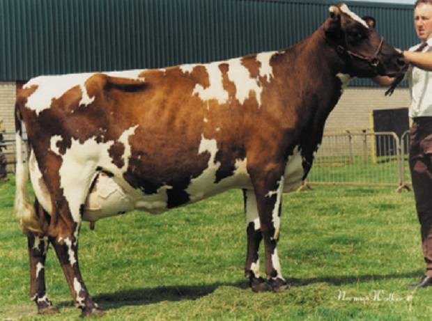 As part of Cattle Services 50th Anniversary celebrations, this year they are having a Golden Tag Sale which will be incorporated into the Ayrshire Cattle Society's Annual Conference Sale on 12th May 2015 at the Crown Hotel, Wetheral.