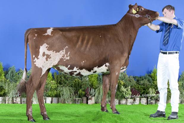 Champion - East Church Prime Time Blissful (De La Plaine Prime) - H M Sayer & Son