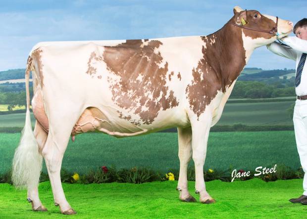 The All Britain and Ireland Photographic results Class 10 - British Red and White heifer