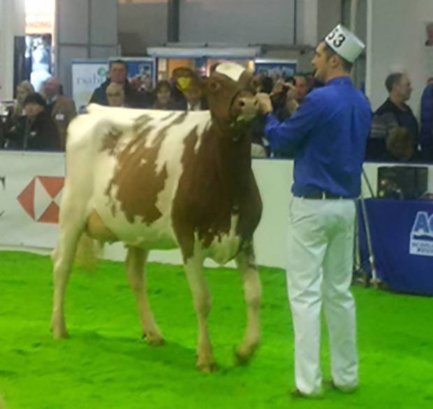 Super Heifer Success for Bruchag Talent Evelyn