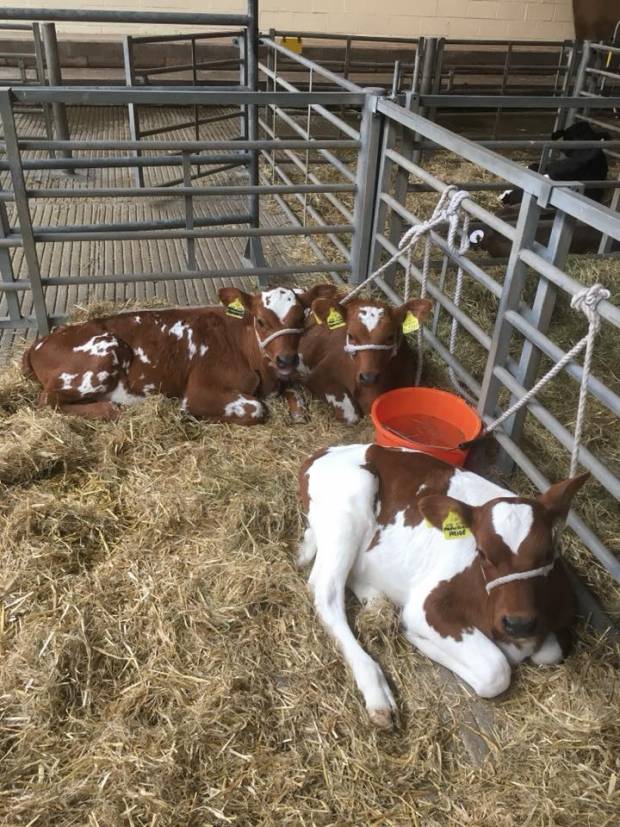 Butterbesley Calves in strong demand