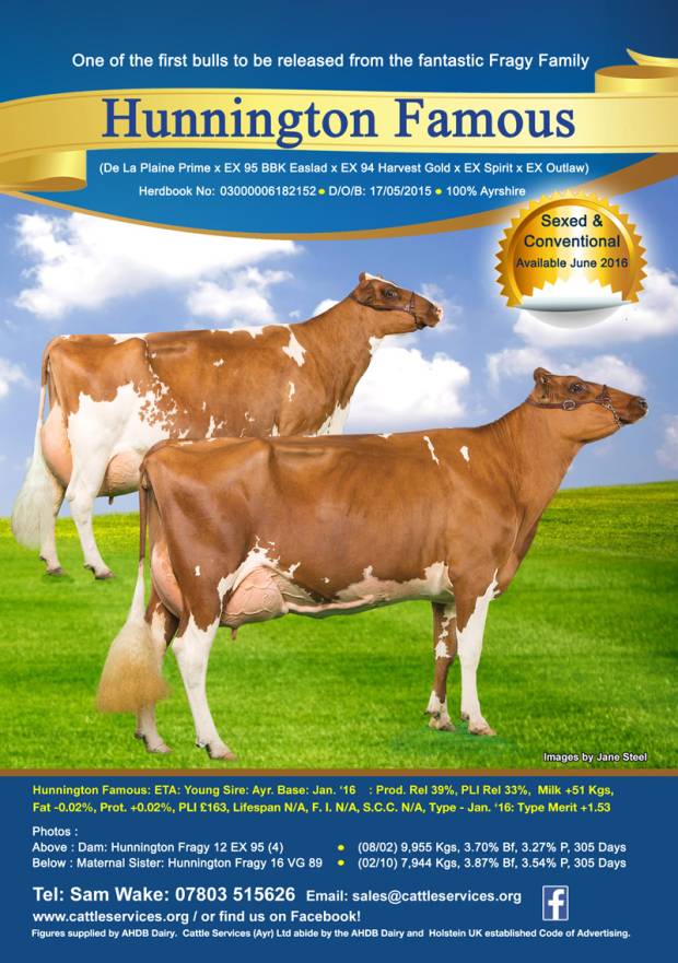 Another Exciting Young Sire Coming To Cattle Services - Hunnington Famous - Semen Available June 2016