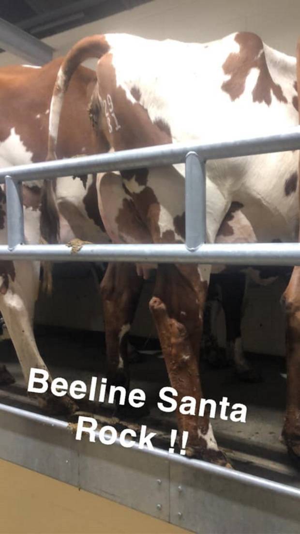 A freshly Calved Beeline Santa Rock in the Beeline Herd