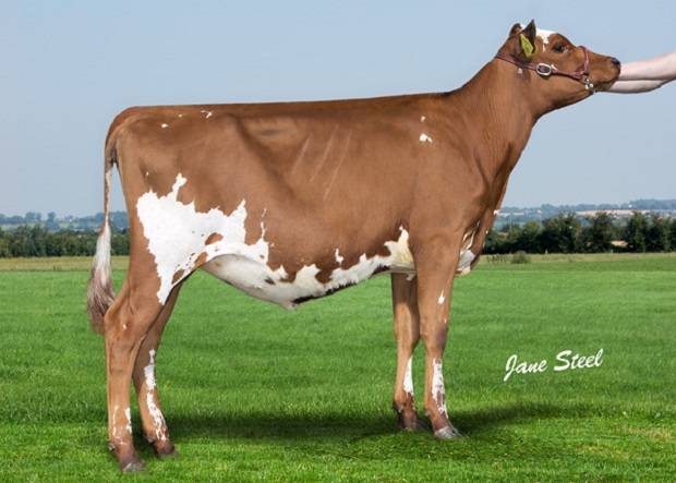 World Class Ayrshire For Sale In Red Ribbon Sale