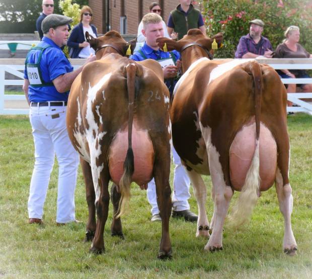 Great Yorkshire Show entries