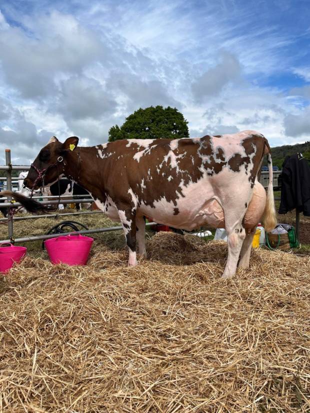 North Somerset Show 