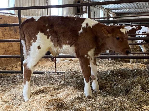 Brieryside Hail calf in Canada