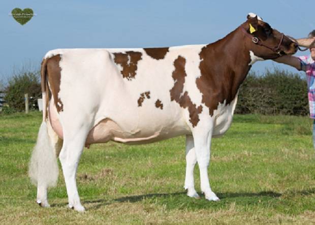 Halmyre Urr Ladybird 466 VG 87