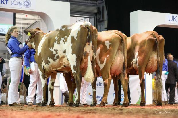 Champion Ayrshire Heifer Line up