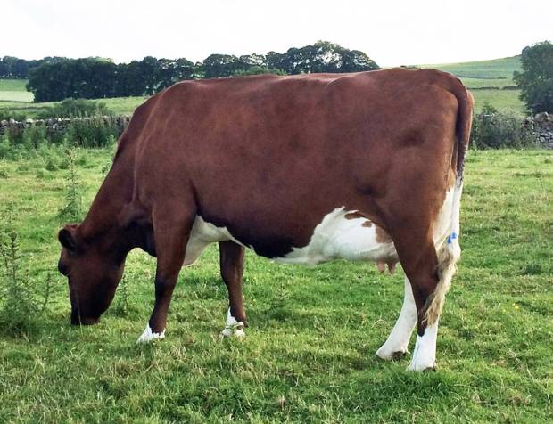 Heydale Alfies Glitter EX 92 