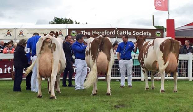 (L to R): Champion: Brieryside Executive Sparky 7. Reserve: Halmyre Urr Louise 254  Hon. Mention: Cuthill Towers Radar Ray 13