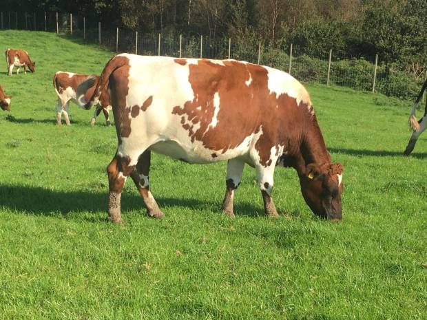 A typical heifer that is on offer at the Hilltown Ayrshire Draft sale this Friday at Exeter.
