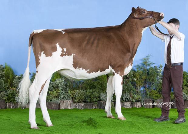 Champion Calf - Hunnington Monica 77 (Hunnington Mandella) - C Window