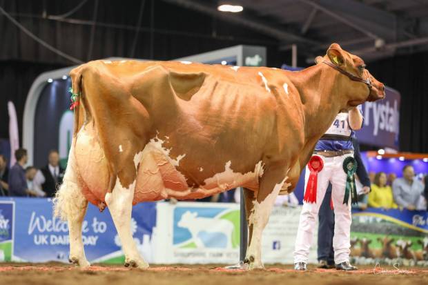 Champion Ayrshire Hybrid R & W Hunnington Fragy 16