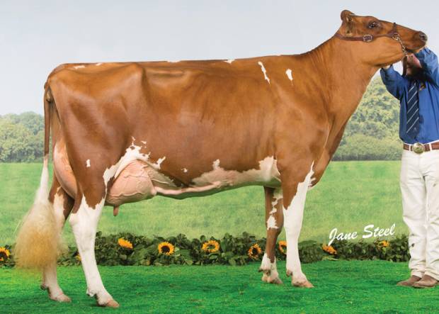 Hunnington Fragy 16 VG 89 - In this year's Junior Cow in-Milk Class