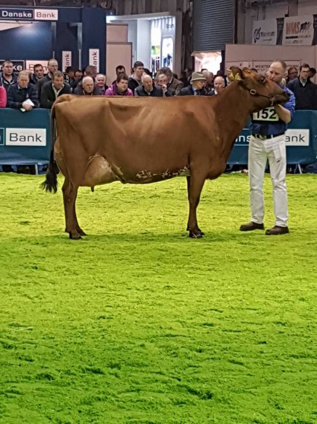 Breed Champion Ardmore Janet 110