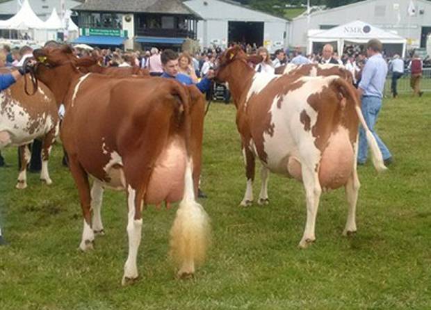 Breed Champion Hunnington Fragy 16 VG 89 (Hunnington Mandella) - C & L Window