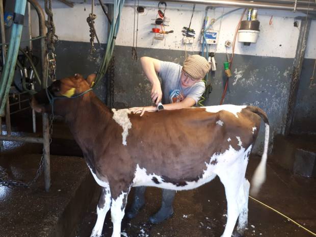 Toby clipping Balleigh Dixie for the competition