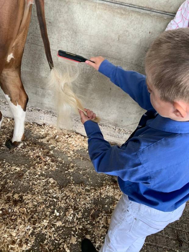 William spruces up Violet's tail.