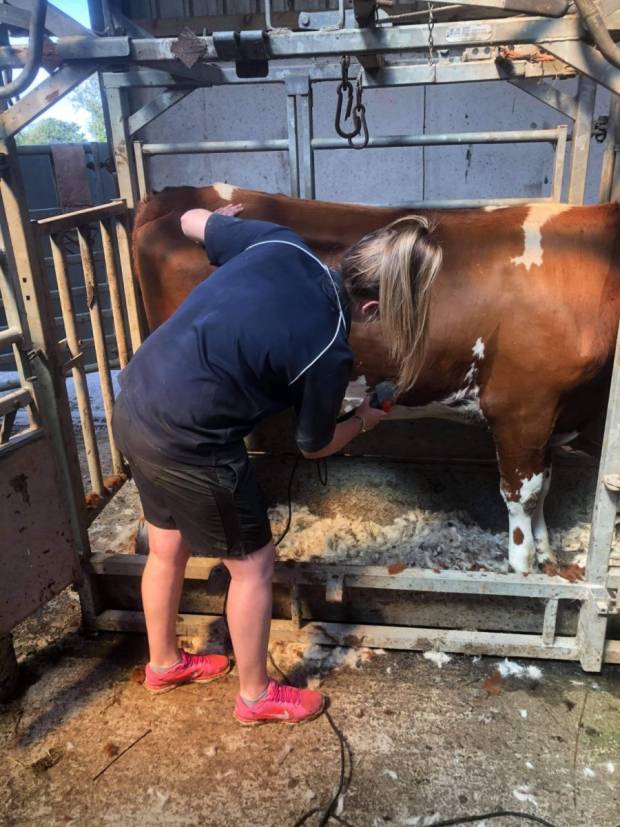 Amy finishing the head clipping on Plaskett Miss Norma 32