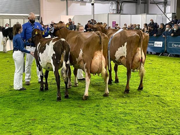 Ulster Winter Fair 2021 Results