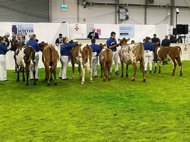 Junior Ayrshire Class line up 