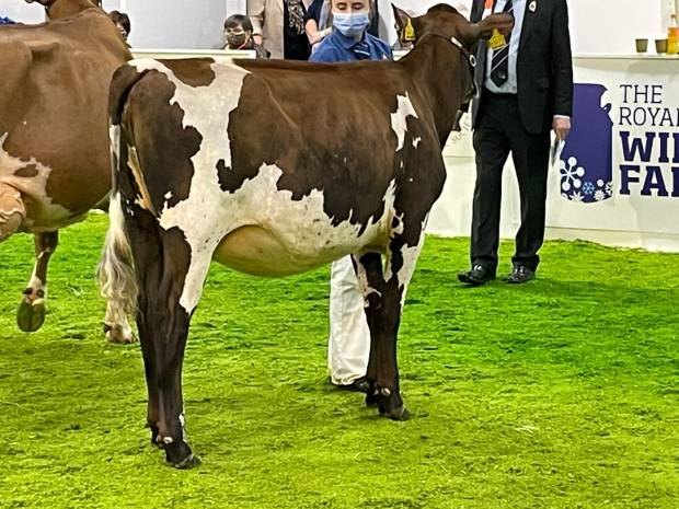 Junior Ayrshire Champion Slatabogie Hector Alice 