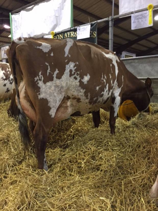 Royal Highland Show Champion 2018