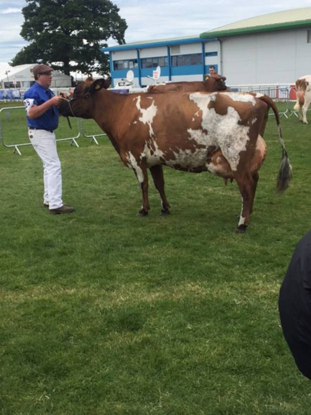 Willowfields Winnie in action at the Show