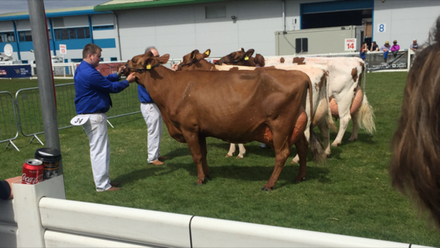 Martha wiining the aged cow class at the Royal Highland