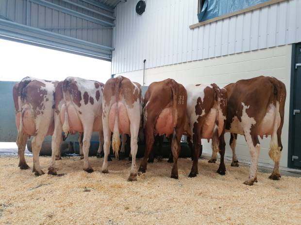 The class of six heifers to judge