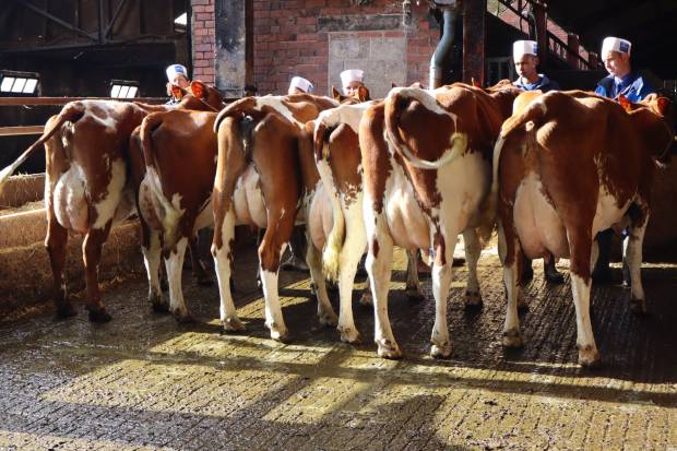 Cow Class Concensus Result