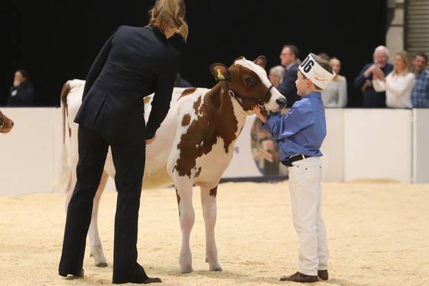 The Ayrshire World Conference Calf Show