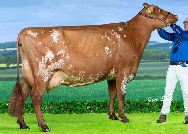 Jamara Triclo Heather Honey - Sired by Sandyford Triclo