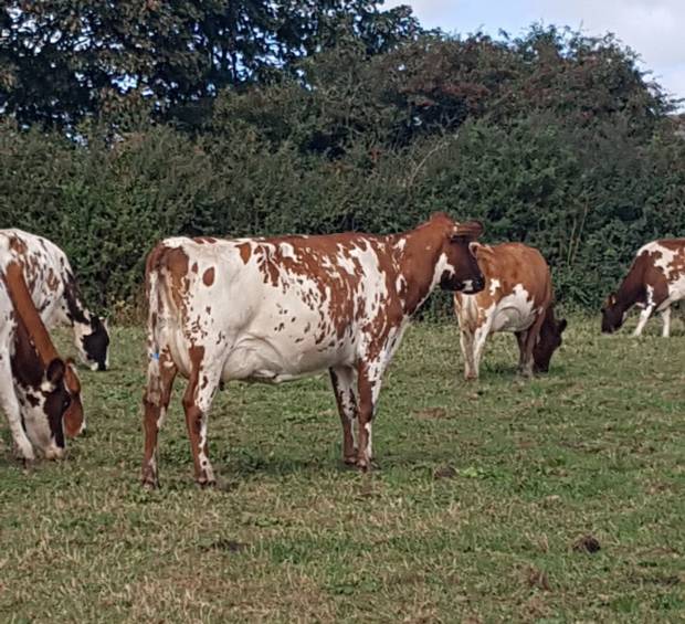  Dispersal of the Jendale herd on Friday 28th September in Exeter
