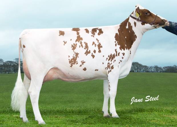 Another Fantastic Daughter Sired By Simply Perfek