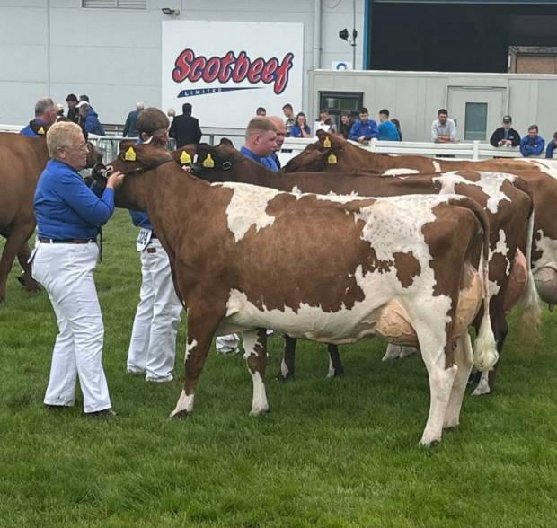Kittochside Candy's Prodigy sired by Green Lane Prodigy who was 3rd in the senior cow in milk class.
