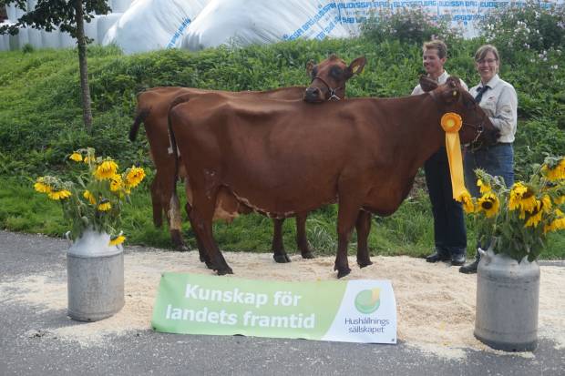 Klas and Anja Johansson at their local show, Cow in front has had 7 calves and the Heifer behind is the result of Klas & Anja purchasing embryo's in 2015 at the Conference sale from Heydale Dream Bronara.