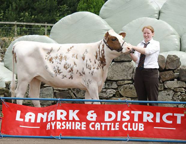 Lanark & District Calf Show Results 2014