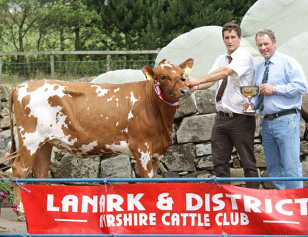 Champion Calf and First Prize Senior Calf -  Cuthill Towers Burdette Sarah (Palmyra Tri Star Burdette) - A & S Lawrie