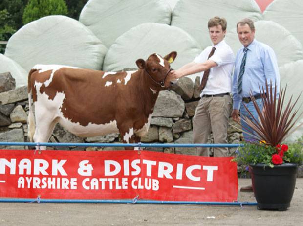 First Prize Intermediate Calf - Craigends Lorna 8 (West Mossgiel Modern Reality) - J & J Millar