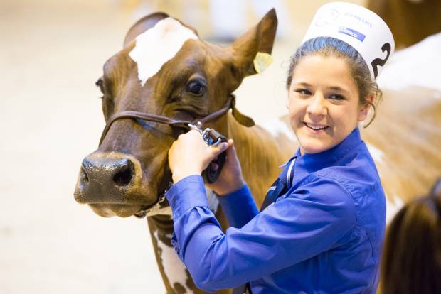 Our Ayrshire Young Breeders Will Do A Superb Job Preparing & Showing Your Cows